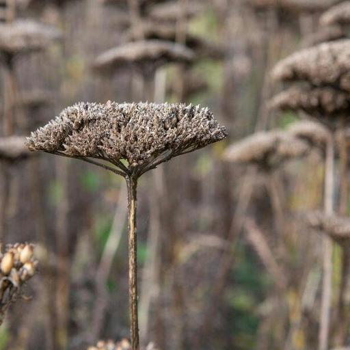 508: Seed collecting, apple pruning, and wildflowers