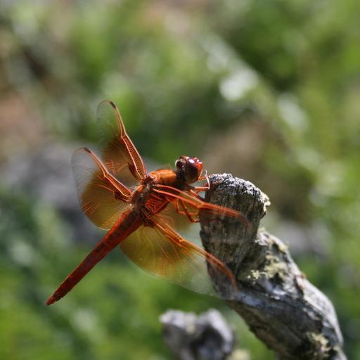 Lunch with a Dragonfly
