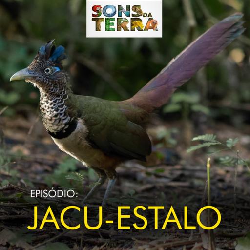 Os mistérios e segredos do jacu-estalo