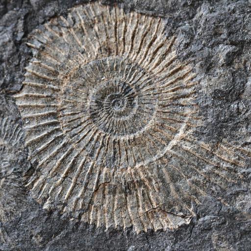 What are fossils?