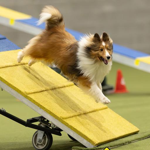 Agility & Rally 'Paws'-itive News