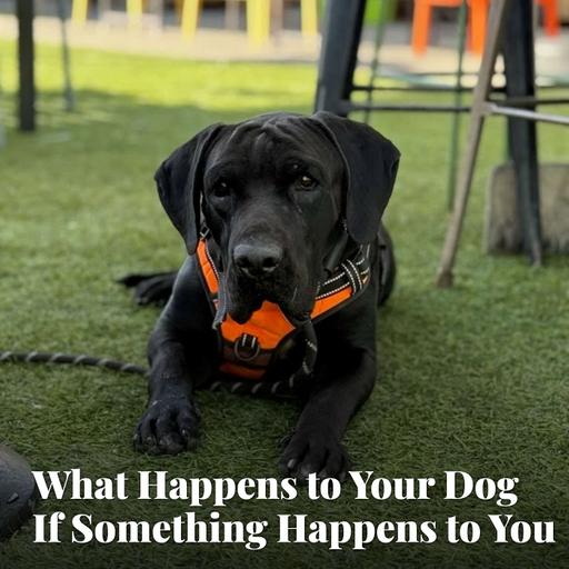 What Happens to Your Dog If Something Happens to You