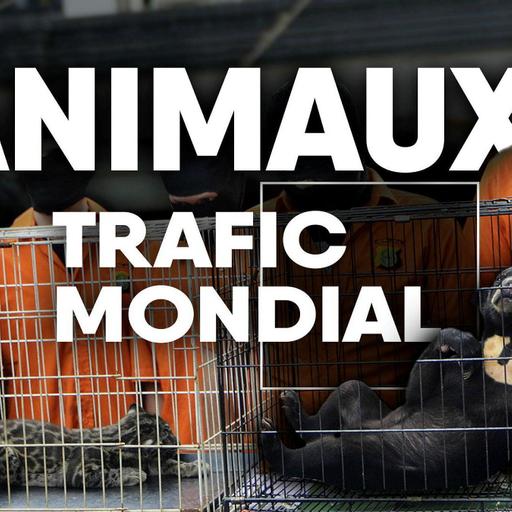 Animaux, trafic mondial