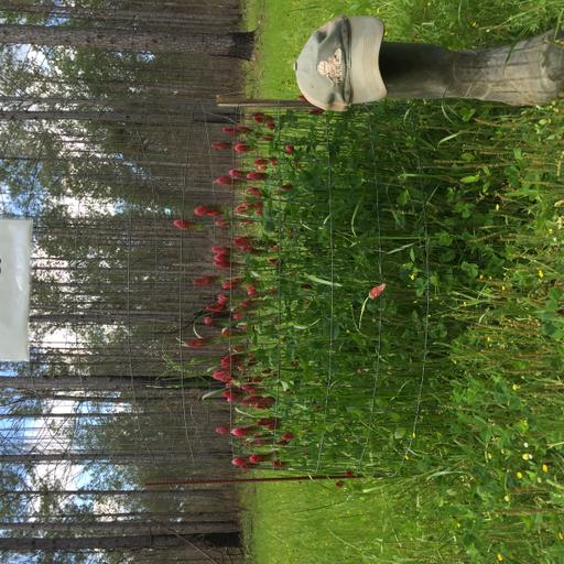 Episode 104 – Cool-Season Food Plots