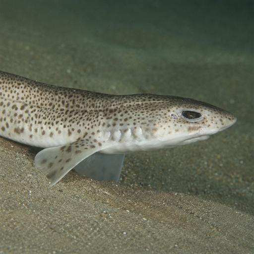 Aparici en Órbita s08e48: Los tiburones que nos rodean, con Raquel Núñez