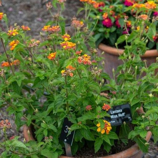 509: Lovely lantanas, deadheading guide and our autumn bulb of the week