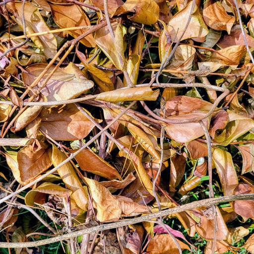 Leave the Leaves