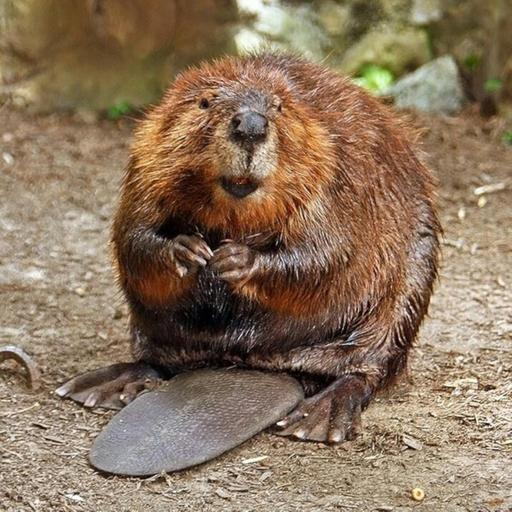 Leave it to Beavers