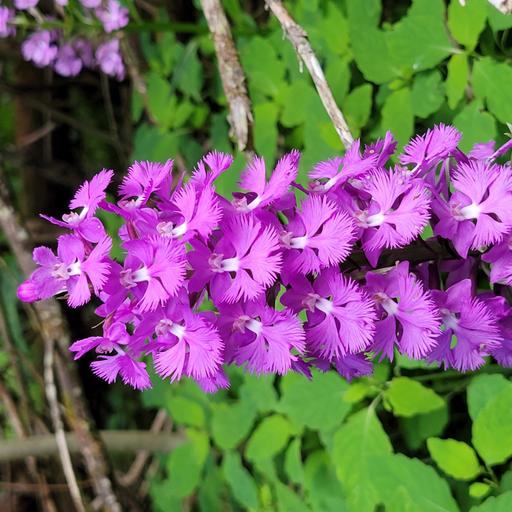 Ep. 593 - Orchids & their Fungal Partners