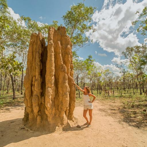 No Termite Is in Charge