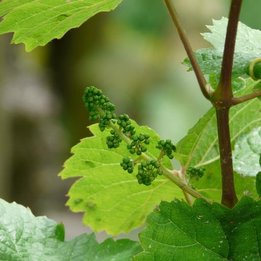 How to grow grapes in your backyard