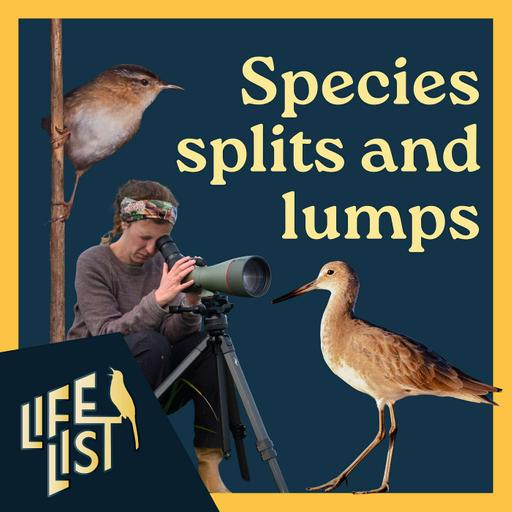 It’s bird taxonomy season! Splits and lumps with Marshall Iliff