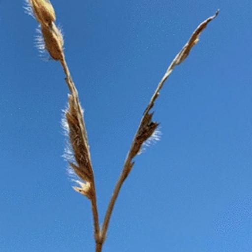 Episode 104: Perennial grasses with different life histories maintain population stability under fire in North and Central American pine savannas
