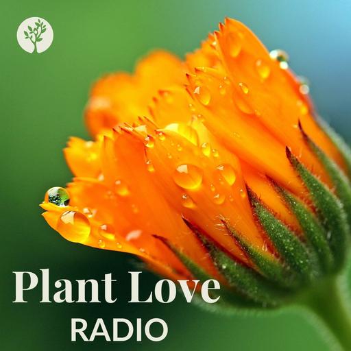 The Modern Herbal Dispensatory: Medicine Making with Thomas Easley (Episode 82)