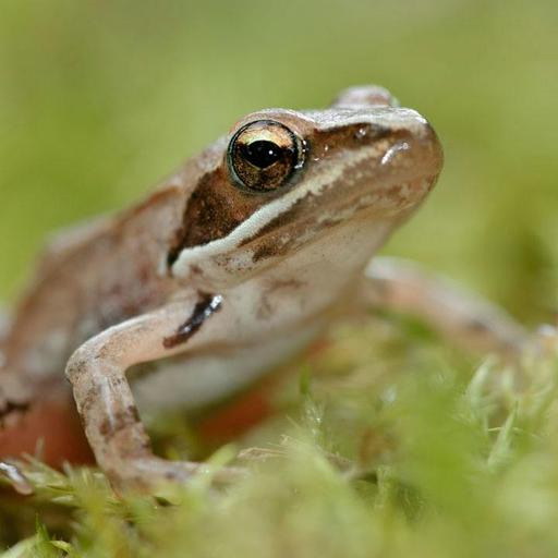 Sex-reversing frogs, and Europe’s rising rates of a deadly tick-borne disease