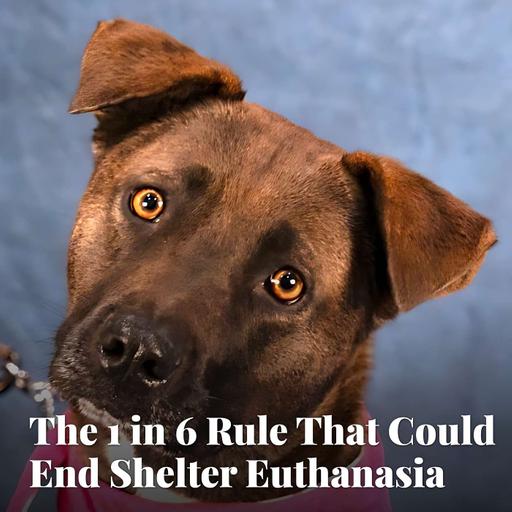 The "1 in 6" Rule That Could End Shelter Euthanasia