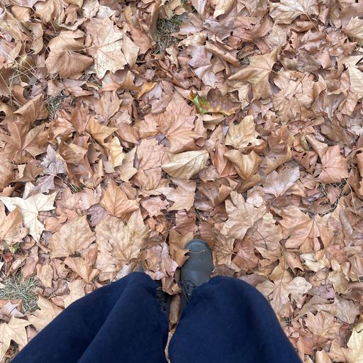 Dead leaves on the ground in late summer, Bethnal Green, London, UK in 2026 – by Eleanor McDowall