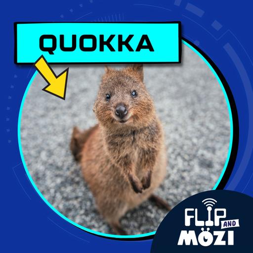 Quokka
