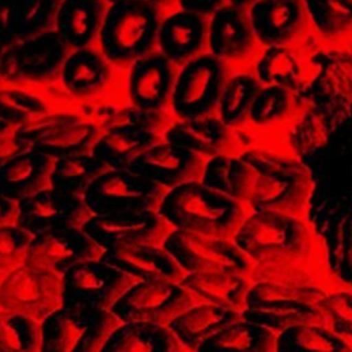 SCP-3241 │ The SS Sommerfeld │ Keter │ Ontokinetic SCP