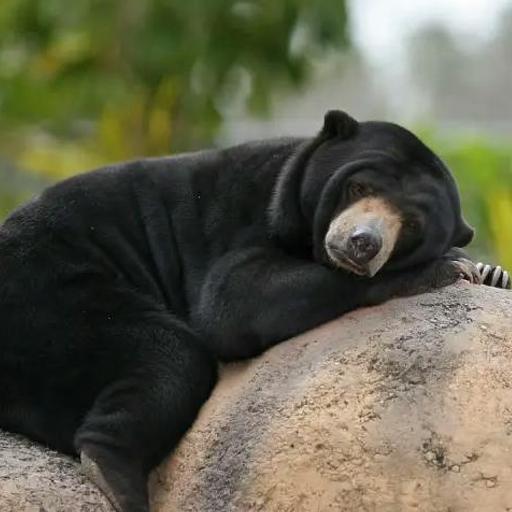 Sun Bears: Small Bears, Big Personalities (Classic)