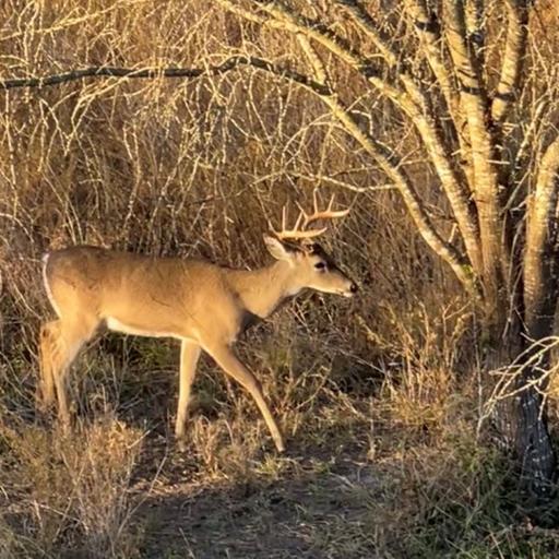 Episode 105 – Adaptive Strategies to Manage CWD in Missouri