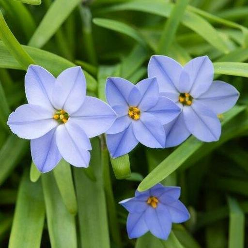 511: Saving drought-hit plants, the wildlife wonder of apples, more bulb inspiration