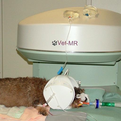 Why are veterinary bills so high?