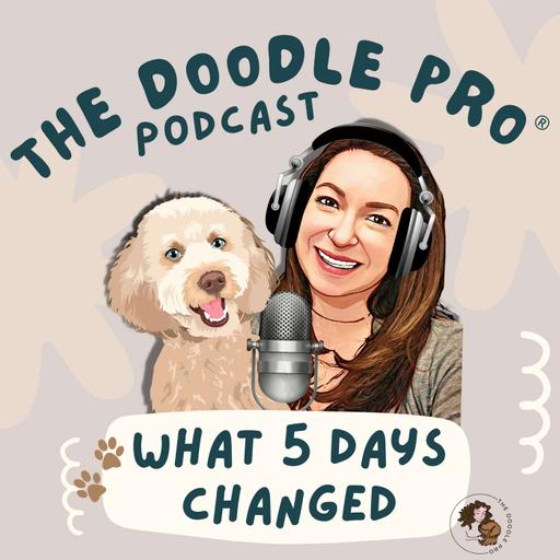 Doodle Training Wins: What 3,000 Doodle Parents Changed in 5 Days