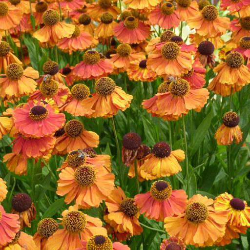 Perennial flowers that provide color in the garden's quieter season