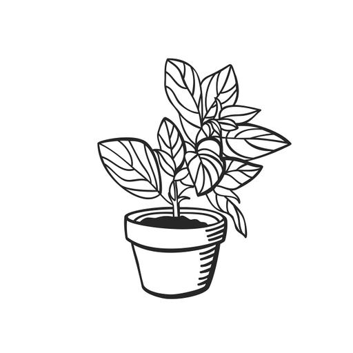 Shade Loving plants