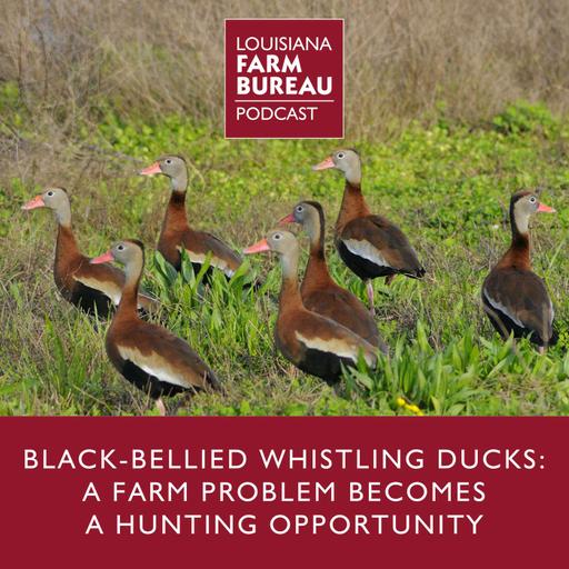 Black-Bellied Whistling Ducks: A Farm Problem Becomes a Hunting Opportunity