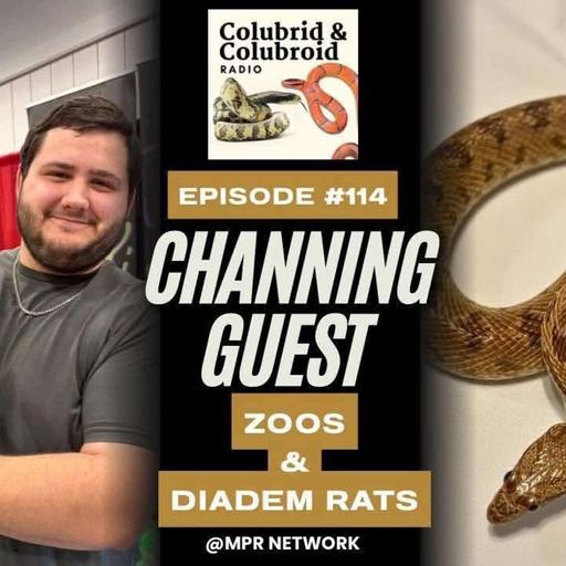 Zoos and Diadem Rat Snakes