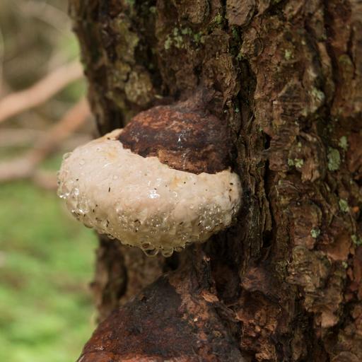 Fungal Guttation: Like Water off a Mushroom’s Back