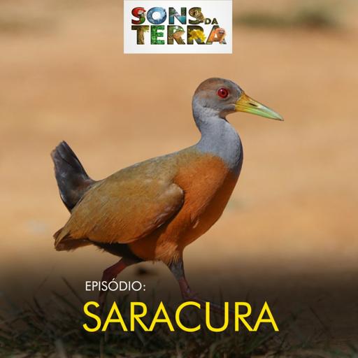 Saracura: a ave arisca que vive nos brejos