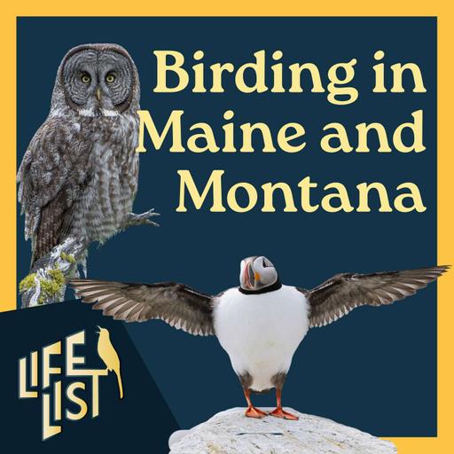 Top US destinations for breeding birds: Maine and Montana with Joshua Covill