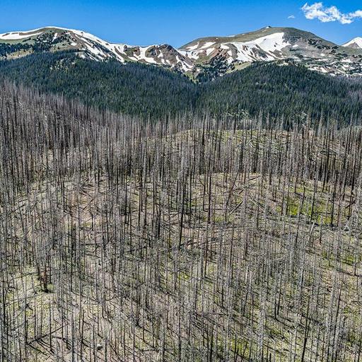Can ‘assisted migration’ save forests? And the role of philosophy in science