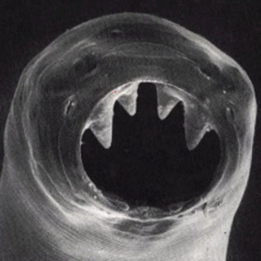 Beware of The Monsters Within!