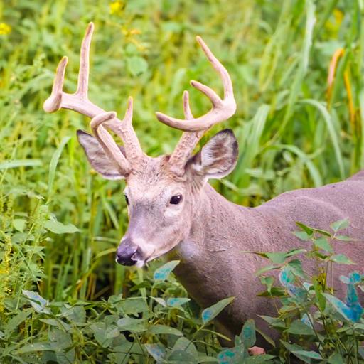 Early Season Whitetail Hunting Thoughts & Self Filming Startup!