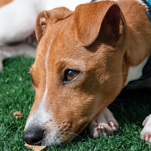 The emotional turmoil around the death of a pet