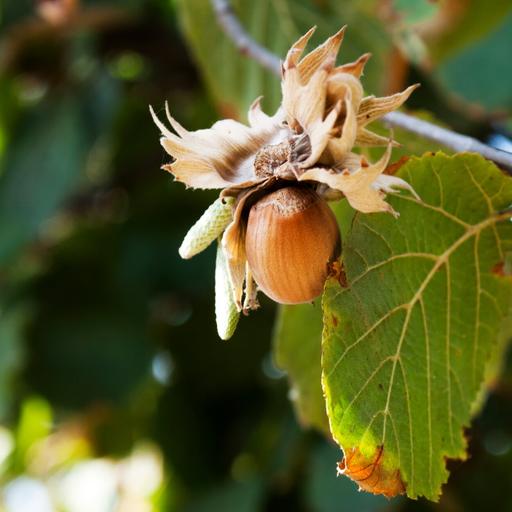 How to grow hazelnuts for you and the squirrels