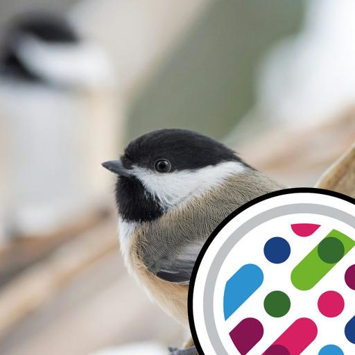 Individuality, and non-monogamy boosts chickadee cognition