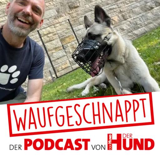 Wo normales Hundetraining aufhört - Der Hundespychologe