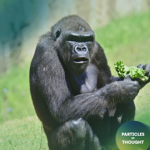 Secret Language of Apes