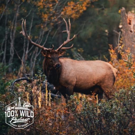 The Nightmare of Misjudging Yardage on a Bull Elk at Full Draw | 100% WILD Podcast Ep. 480