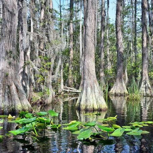 How a Wild Swamp Defeated a Mine | Saving the Okefenokee