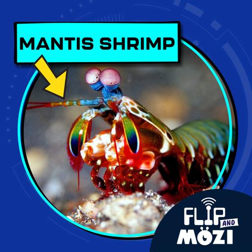 Mantis Shrimp