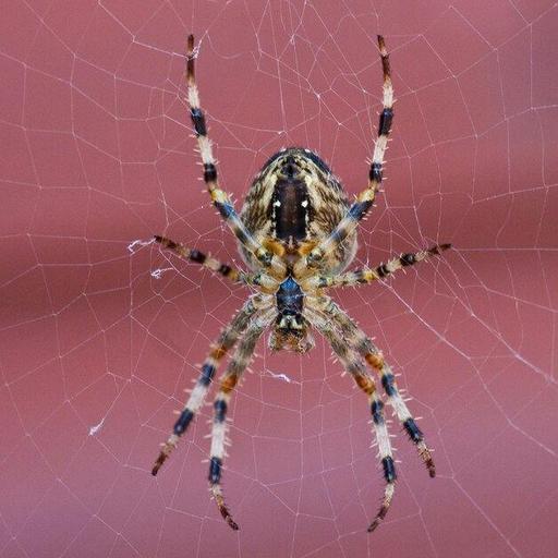 513 – Autumn gets real, root cuttings, and what do spiders ever do for us?