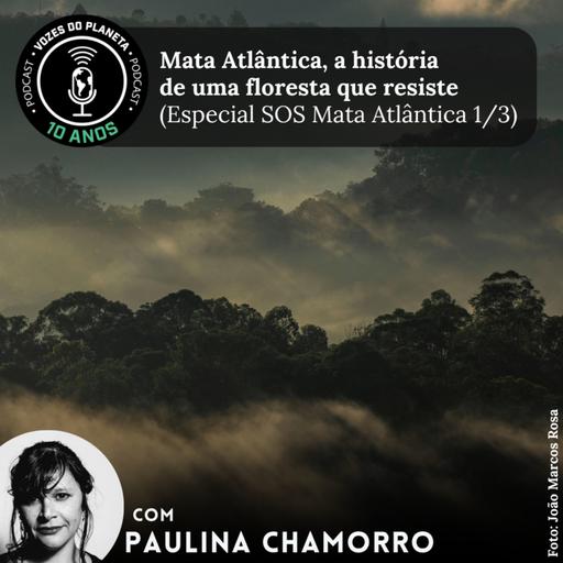 Mata Atlântica, a história de uma floresta que resiste (Especial SOS Mata Atlântica 1/3)