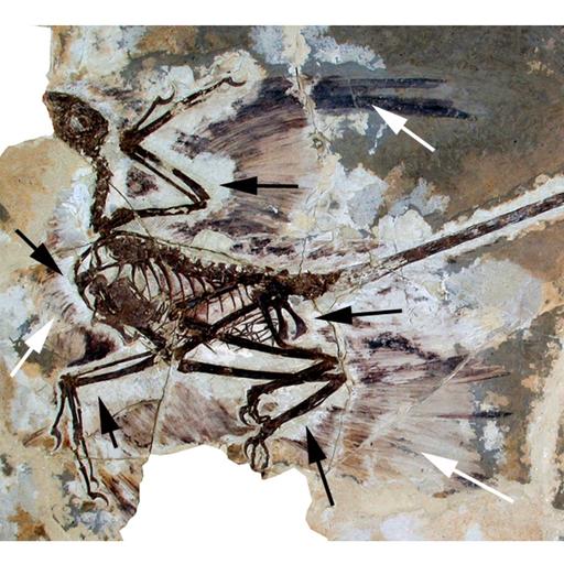 La Brújula de la Ciencia s16e04: Dinosaurios con plumas y el origen del vuelo