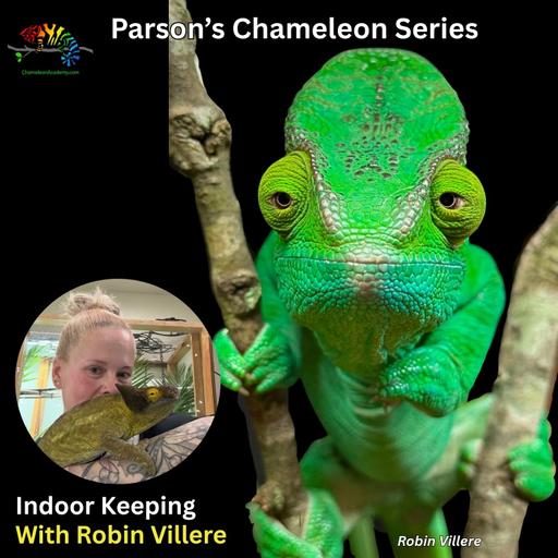 Indoor Parson's Chameleon Setups with Robin Villere
